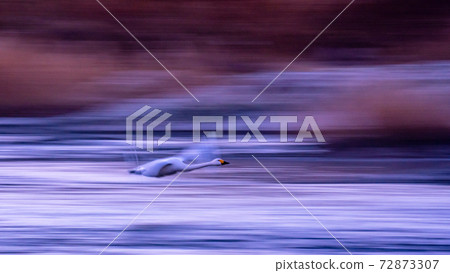 天鵝平移飛行 72873307