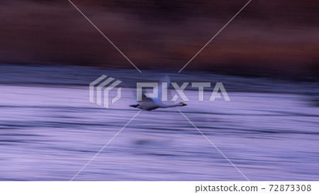 Swan panning flight 72873308