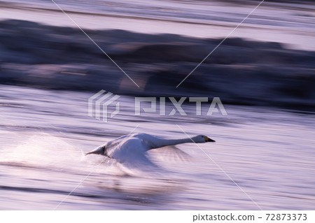 Swan flight 72873373
