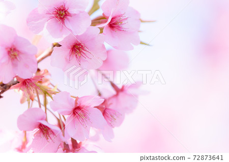 盛開的川津櫻花（川津櫻花節） 72873641