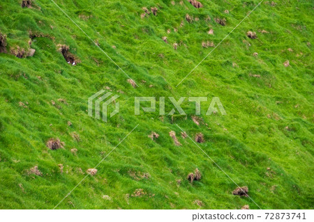 Puffins showing in the green hillside nesting zone Puffins showing in the green hillside nesting zone 72873741