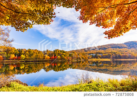 (長野縣)立石町/女神湖清晨在湖岸上的葉子 (長野縣)立石町/女神湖清晨在湖岸上的葉子 72873808