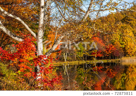 (Nagano Prefecture) Tateshina / Megami Lake, autumn leaves on the shore of the lake, early morning (Nagano Prefecture) Tateshina / Megami Lake, autumn leaves on the shore of the lake, early morning 72873811
