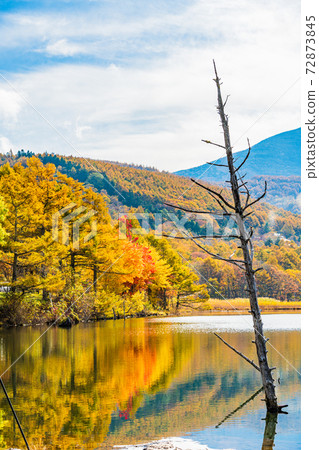 (Nagano Prefecture) Tateshina / Megami Lake, autumn leaves on the shore of the lake, early morning 72873845
