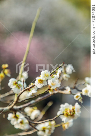 小田原梅花節 72874081