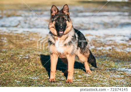 Beautiful Young German Shepherd Alsatian Wolf Dog Posing Outdoor Beautiful Young German Shepherd Alsatian Wolf Dog Posing Outdoor 72874145