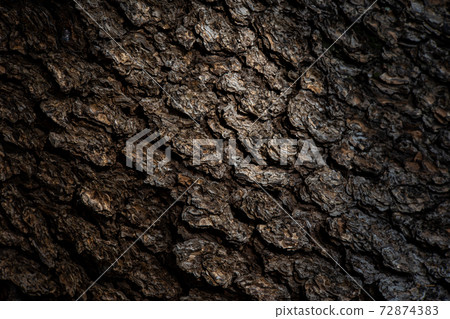 Himalayan sugi bark 72874383