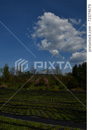 From Daio Wasabi Farm From Daio Wasabi Farm 72874679