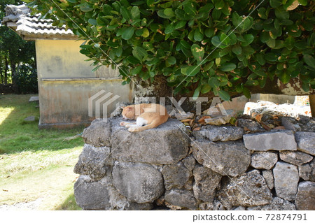 Kudaka Island cat 72874791