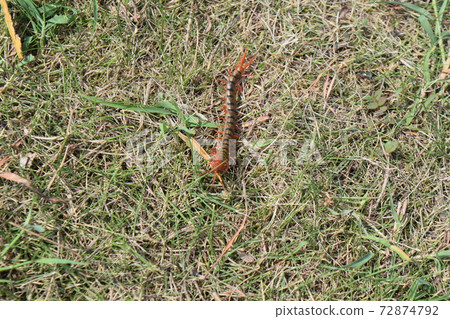 Kudaka Island Centipede Kudaka Island Centipede 72874792
