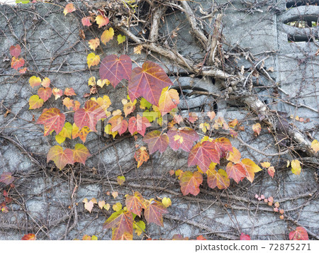 Autumn leaves of Natsuzuta Autumn leaves of Natsuzuta 72875271