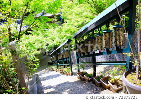 [廣島]初夏的宮島矢山大正院，從樓梯頂上可以俯瞰的馬翁車 72875723