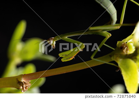 Small Mantid Nymph Small Mantid Nymph 72875840