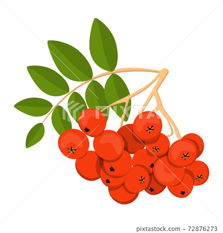 Rowan vector isolated. Red berries on the branch 72876273