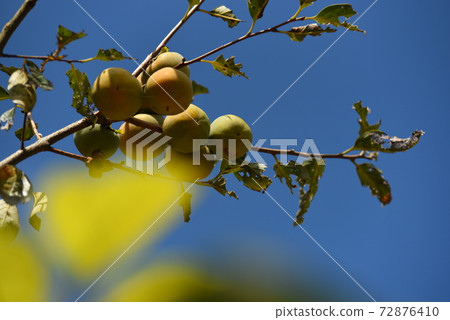 Persimmon and blue sky Persimmon and blue sky 72876410
