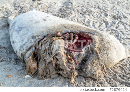 Dead seal carcass washed up at Narin Beach in Portnoo - County Donegal, Ireland Dead seal carcass washed up at Narin Beach in Portnoo - County Donegal, Ireland 72876424