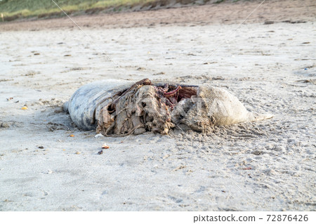 Dead seal carcass washed up at Narin Beach in Portnoo - County Donegal, Ireland 72876426