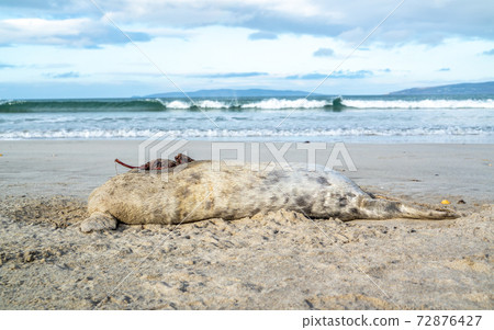 Dead seal carcass washed up at Narin Beach in Portnoo - County Donegal, Ireland Dead seal carcass washed up at Narin Beach in Portnoo - County Donegal, Ireland 72876427