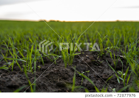 Close up young green wheat seedlings growing in a soil on a field in a sunset. Close up on sprouting rye agriculture on a field in sunset. Sprouts of rye. Wheat grows in chernozem planted in autumn. Close up young green wheat seedlings growing in a soil on a field in a sunset. Close up on sprouting rye agriculture on a field in sunset. Sprouts of rye. Wheat grows in chernozem planted in autumn. 72877976