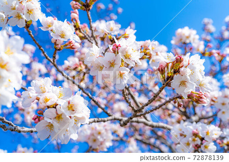 上田城的櫻花和藍天[長野縣] 72878139