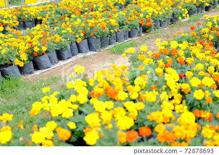 french marigold flower in growing in flora farm. french marigold flower in growing in flora farm. 72878693
