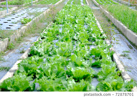 Frillice Iceberg lettuce vegetable plant growing in garden Frillice Iceberg lettuce vegetable plant growing in garden 72878701