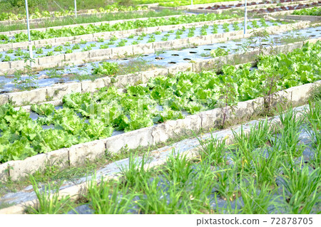 Frillice Iceberg lettuce vegetable plant growing in garden Frillice Iceberg lettuce vegetable plant growing in garden 72878705
