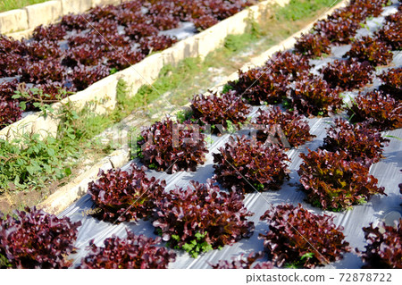 red oak lettuce vegetable plant growing in garden 72878722