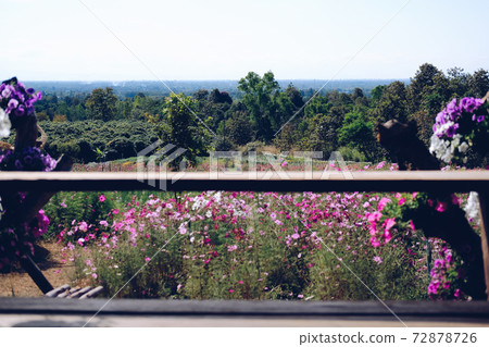 cosmos flower meadow field view from gazebo cosmos flower meadow field view from gazebo 72878726
