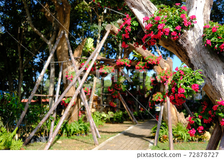 red flower common name is West Indian periwinkle, Madagascar periwinkle, Bringht eye, Indian periwinkle, Cape periwinkle, Pinkle-pinkle, Pink periwinkle, Vinca, Cayenne jasmine 72878727
