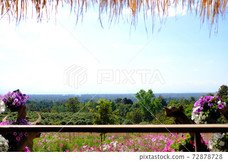cosmos flower meadow field view from gazebo cosmos flower meadow field view from gazebo 72878728