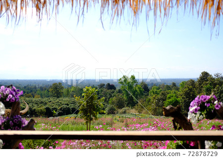 cosmos flower meadow field view from gazebo cosmos flower meadow field view from gazebo 72878729