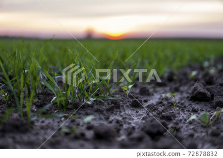 Close up young wheat seedlings growing in a field. Green wheat growing in soil. Close up on sprouting rye agriculture on a field in sunset. Sprouts of rye. Wheat grows in chernozem planted in autumn. Close up young wheat seedlings growing in a field. Green wheat growing in soil. Close up on sprouting rye agriculture on a field in sunset. Sprouts of rye. Wheat grows in chernozem planted in autumn. 72878832