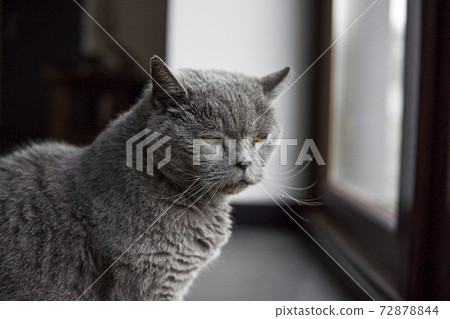 Gray chartreux cat with a yellow eyes sit in apartment and looking in a window. 72878844
