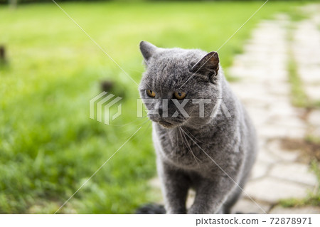 Gray chartreux cat with a yellow eyes sit outdoor. 72878971