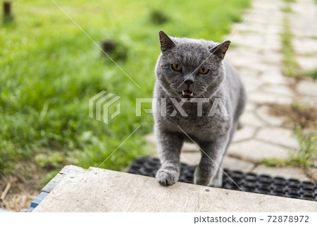 Gray chartreux cat with a yellow eyes outdoor. 72878972