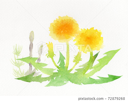 蒲公英和Tsukushi 72879268