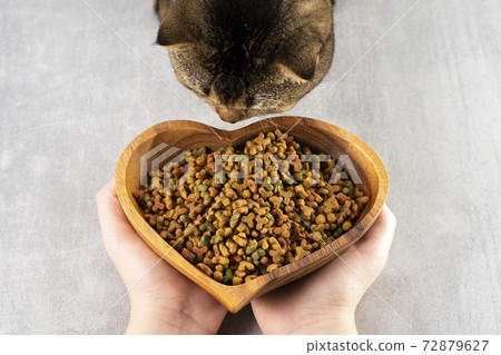 woman offers a bowl of food to a brown cat, healthy pets, healthy food woman offers a bowl of food to a brown cat, healthy pets, healthy food 72879627