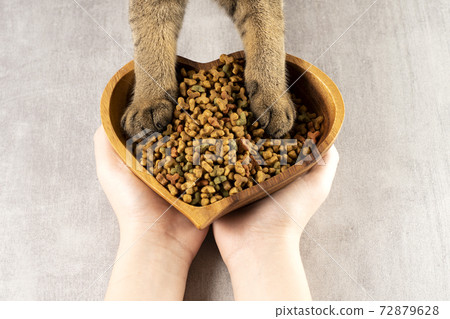 Cat paws on a bowl of food. Healthy pet food. Top view, flat lay Cat paws on a bowl of food. Healthy pet food. Top view, flat lay 72879628