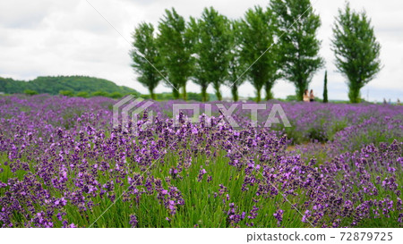 Lavender field, poplar avenue in the background 0023 Lavender field, poplar avenue in the background 0023 72879725