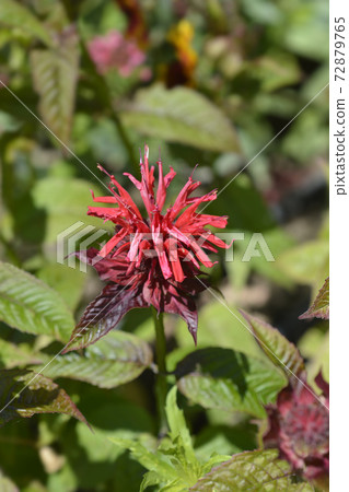 Bee balm Cambridge Scarlet Bee balm Cambridge Scarlet 72879765