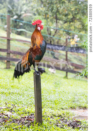 Cockerel crowing in the morning perching onto stilts pole Cockerel crowing in the morning perching onto stilts pole 72880939