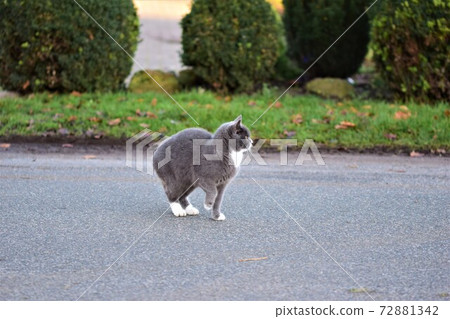 Grey cat walking across an aspalt road with grass and bushes in the background 72881342