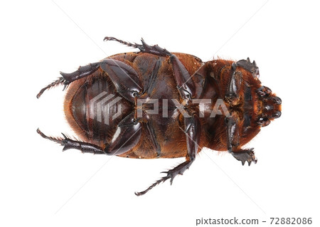 Cockchafer Cockchafer 72882086
