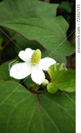 北達見花 北達見花 72882535