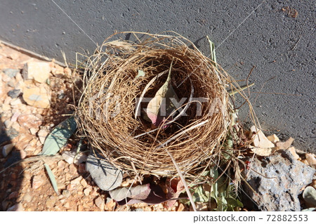 A bird's nest near a road in the Golan Heights in Israel A bird's nest near a road in the Golan Heights in Israel 72882553