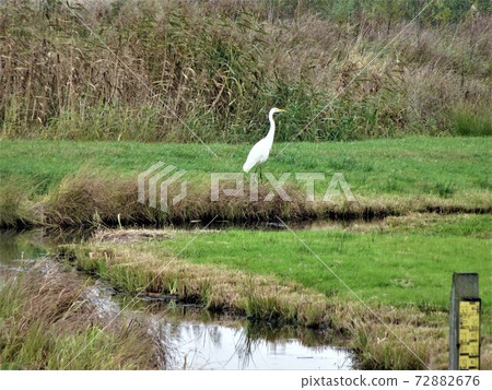 One great egret next to a moat in the nature reserve One great egret next to a moat in the nature reserve 72882676