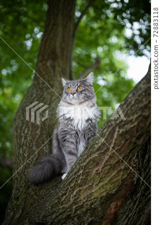 maine coon cat standing on tree observing maine coon cat standing on tree observing 72883118