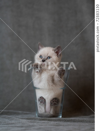 british shorthair kitten inside of glass vase 72883130