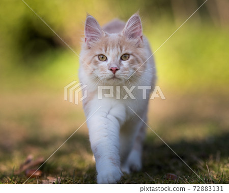 maine coon cat walking at camera outdoors maine coon cat walking at camera outdoors 72883131